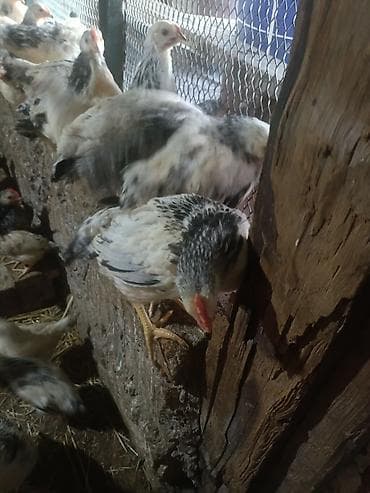 kreditle heyvan satisi: Toyuq cücələri, Ətlik, Ünvandan götürmə — 9