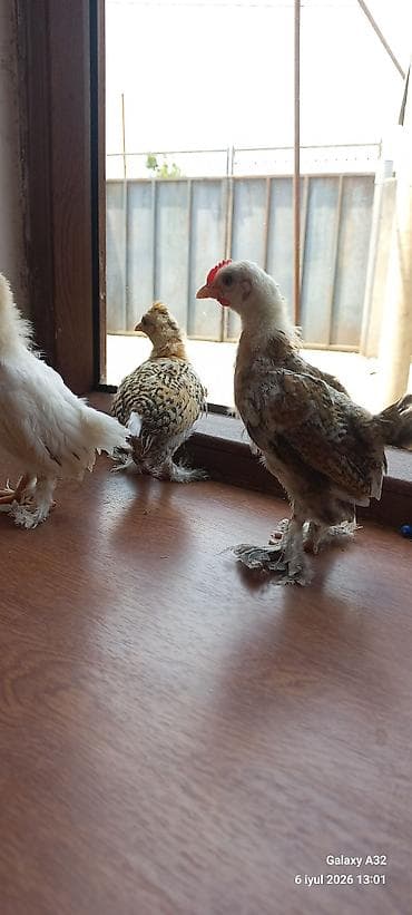 barter toyug: Toyuq, Damazlıq — 3