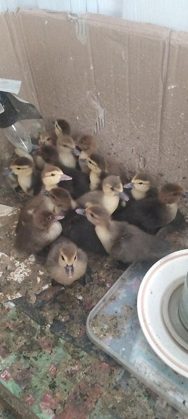 ordek novleri: Satılır: indoördəklərin balaları (musk ördək civcivləri) - Növ — 2
