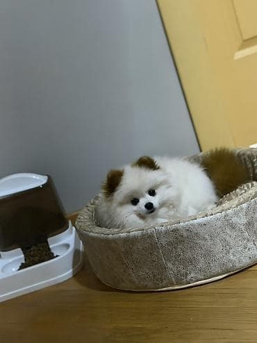 heyvan evləri: Şpitz — 1