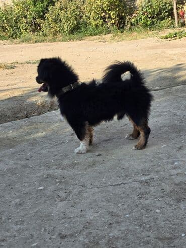 it növü: Pekines, 2 il, Erkek, Ünvandan götürmə — 9