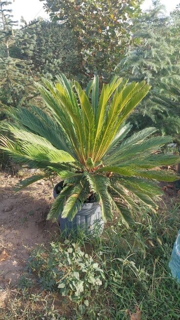 Sifarişlə əl işləri: Agaclar
gubreler guller — 16