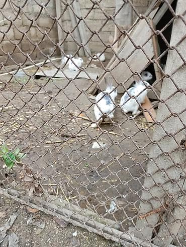 Ağ-qara ləkəli və boz rəngli dekorativ dovşanlar - Növ: evdə