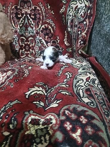 Pişiklər: Pudel, 1 ay, Dişi — 5