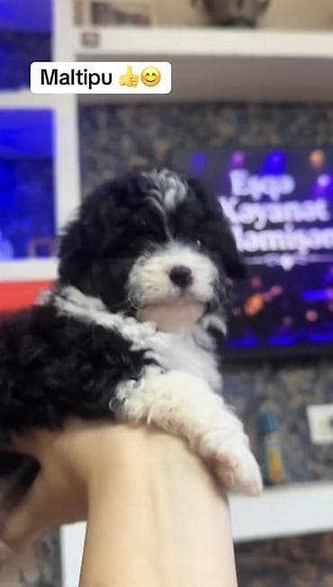 Maltipu balası - Cins: Maltipu (Maltese x Poodle dizayn cinsi) -