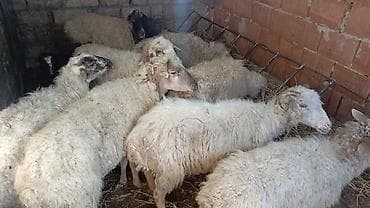 qoyunlar: Qoyun sürüsü satılır - Növ: ağ yunlu yerli qarışıq cinslər — 2
