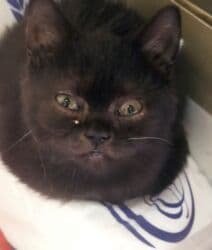 pulsuz pişik balaları 2022: Şotland, Erkək — 1