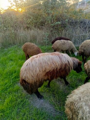 cins inekler: Qoç satılır ətlik de vermək olar — 4