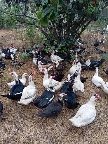 Musk ördəkləri (indo ducks) – müxtəlif rənglərdə sürü 70 fərə 30 — 4