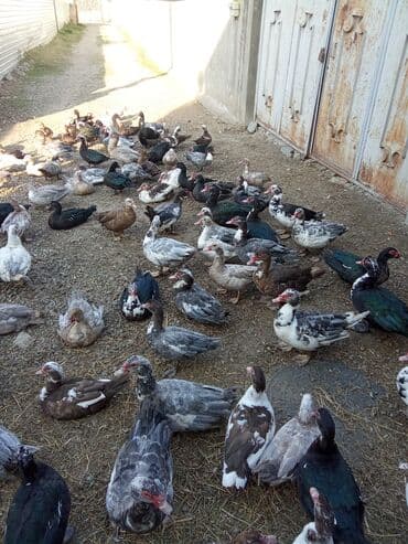 Inəklər, öküzlər: Muscovy ördəkləri (hind ördəyi) – müxtəlif rəngdə və yaş qruplarında — 3