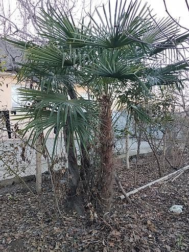 Çöl bitkiləri: Palma ağacı gövde boyu 2 m den çoxdur obsi boyu 4 m yaxın olar — 2