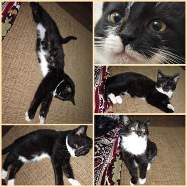 pişik şekileri: Dişi, Yaxşı əllərə — 1