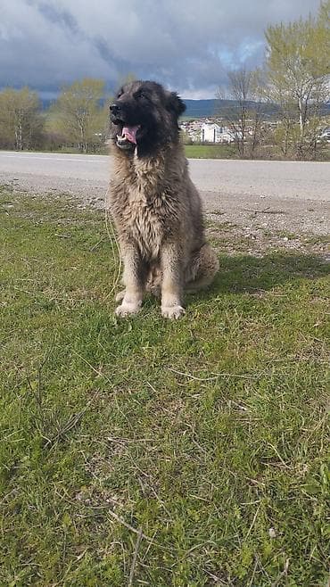 heyvan per page 40: Qafqaz çoban iti, 7 ay — 1