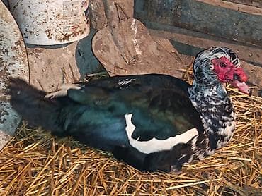 Akvariumlar: Erkək, | Lal ördək, Ətlik — 1