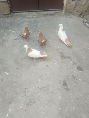 Satılır gəncə 50 manata — 8