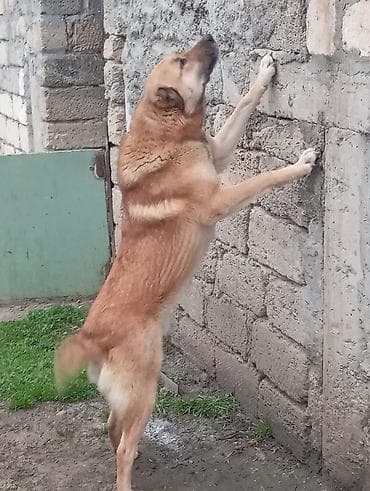 енот в баку купить: Алабай, 2 года, Самец, С прививками, Самовывоз — 10