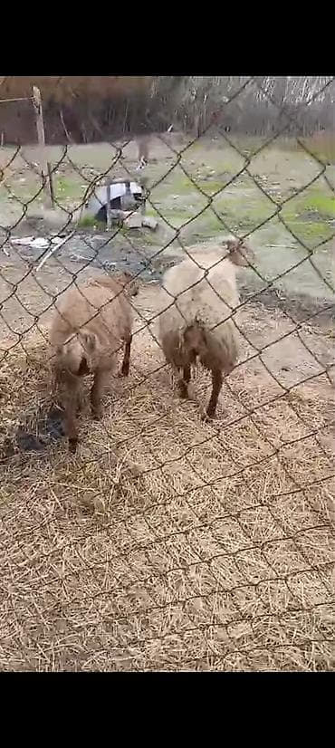 qoyun bazarı: Salam aleykum ana baladılar 3 cü balasıdı — 1