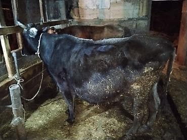 Gəmiricilər: Inek qısırdı barter var balalir ineklər — 3