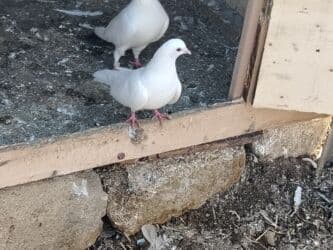 значок хары бюльбюль купить: Salam 12tuk tutulma ag maya qiymet 10manat maşdagadadir 0516831165 — 1