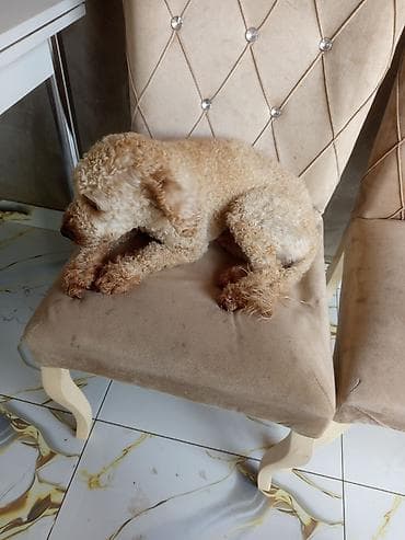 Pudel, 1 il, Dişi, Peyvəndli, Ünvandan götürmə
