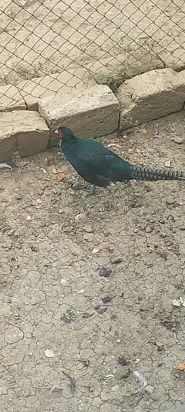 atla eşşəyin cütləşməsi: Zümrüd qırqovlu tək qaldığı ücün satram fərəsi qacıb bekar — 11