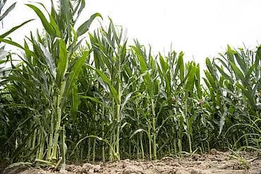 toyuq döş əti: Balaken r yerlesir 280 sotdu senet var bol mesulu yerdi — 2