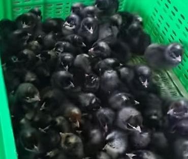 Akvariumlar: Toyuq cücələri, Damazlıq, Pulsuz çatdırılma — 1