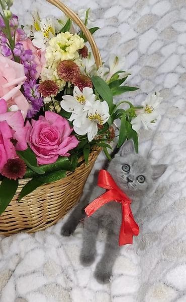 pişim: Britan — 4