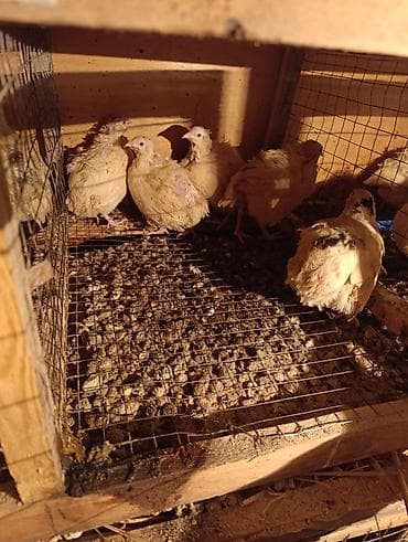 sort keçi: Masallı. Ağ Texas yumurtalıq sort. Salam Aləykum. Yumurtası mövcuddur — 1