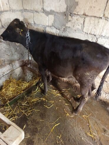 simmental ineklerin satisi: Salam iki Dana birdənə bir qarın doğmuş duyə satılır qiymət üçünə — 6