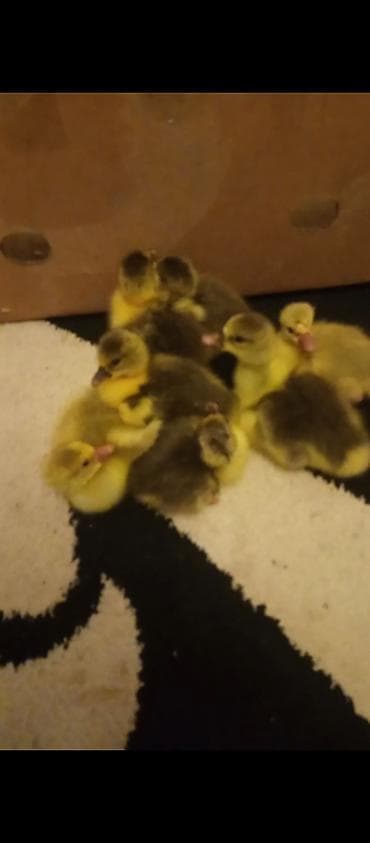 çöl heyvanları haqqında məlumat: Məhsul: Qaz balaları KOM SATLIR. GPNDƏRİŞ MAŞINI SİZ DANŞDIĞNIZ HALDA — 2