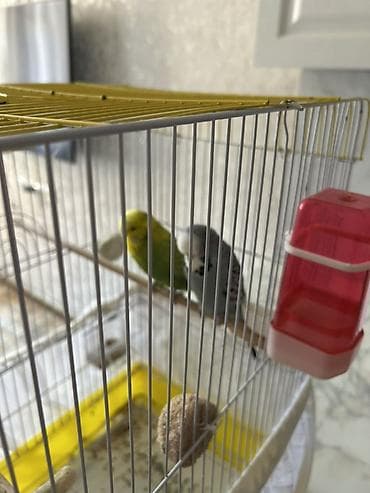 pomeranian satilir: Təmiz qan Çex tutuquşuları satılır 🦜 Quşlar çox sağlam, aktiv və — 3