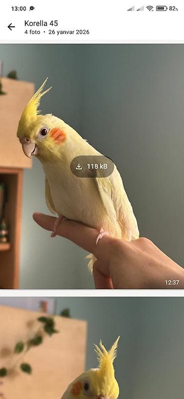 quş yemi: Disi Və Erkəy Korlla Hazir cut Yumurtluyur. tam Saglamdilar Erkey — 1