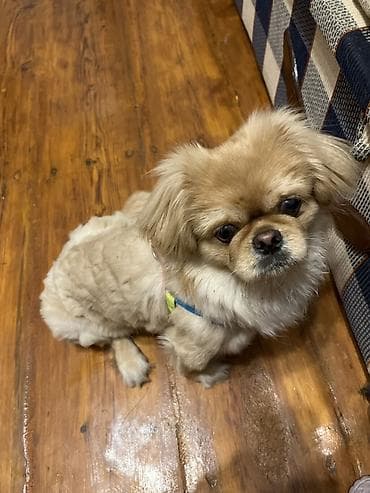 kiçik heyvanlar: Pekines — 2