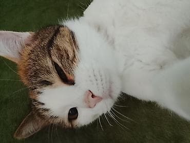 ucuz pisik: Yaxşı əllərə — 4