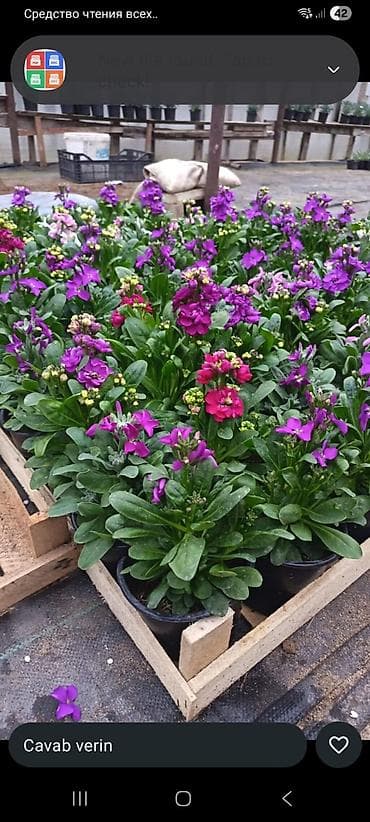 Buket güllər: Məhsul: dekorativ dibçək gülləri • Qırmızı sardunya (Pelargonium) – — 8