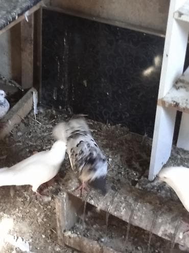 cex quşlar: Salam Göyərçinlər Kom satılır,tək tək fərqli olacaq qiyməti. Yarisi — 8