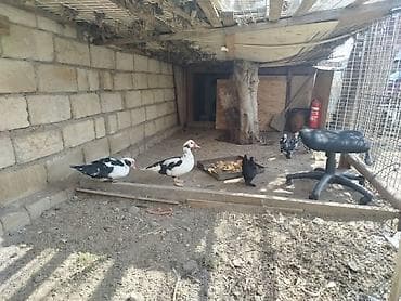 Другие животные: Saglamdilar hamis satilir qiymet danisariq — 10