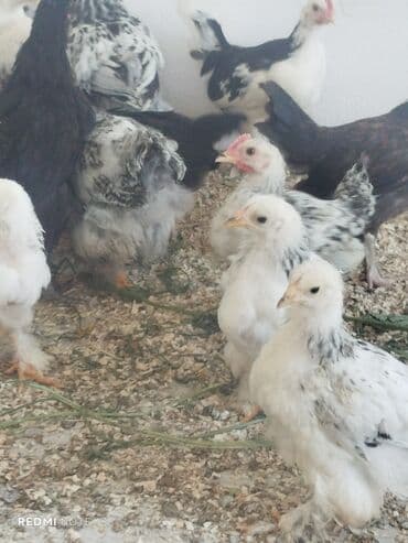 cuce satişi: Müxtəlif rəngli və növlü cücələr satılır. Sağlam və güclü cücələrdir — 9