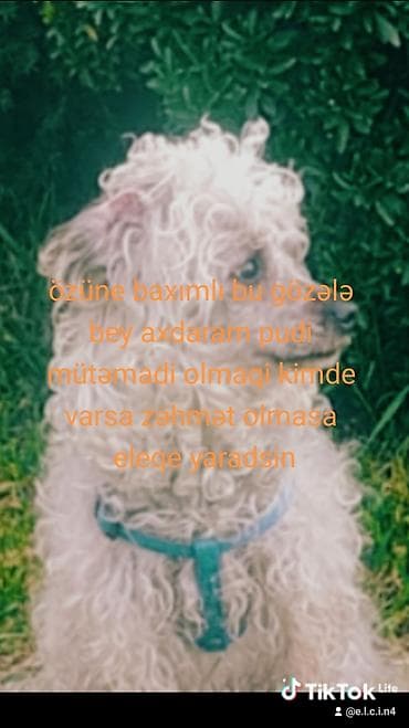 xaski itləri: Pudel, Dişi, Cütləşmə üçün — 3