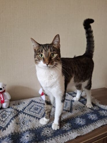 Dişi, Yaxşı əllərə, Ünvandan götürmə