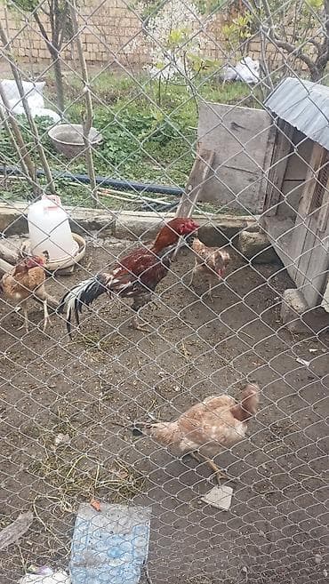 kuban toyuq: Heyrati xoruz satilir 2 yas 3 aylixdi damazlix ucun ela qandi — 2