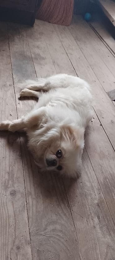 ev heyvan: Pekines, 1 il, Erkek, Ünvandan götürmə — 4