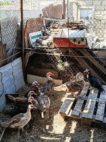 Krasnadar sortu ordekler satilir xalamaqor qazi balasi ile barter lalafo.az -da Krasnadar sortu ordekler satilir xalamaqor qazi balasi ile barter