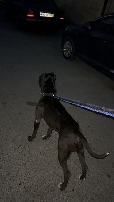 pitbullar: Pitbul, 2 il, Erkek, Cütləşmə üçün — 6