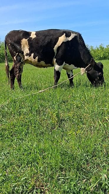 cins inək: Dişi, Simental, il: 6, Südlük, Ünvandan götürmə — 3