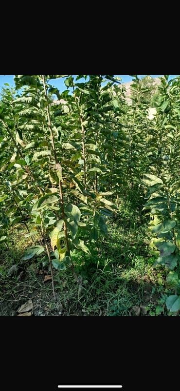 dəmir tikanı bitkisi: Gilas tingləri 1000 ədəd 2 illikdiler Napaleon Ramanı çalqırım — 5