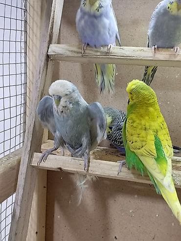 Vıstıvka erkek 1 yaş 7 ay