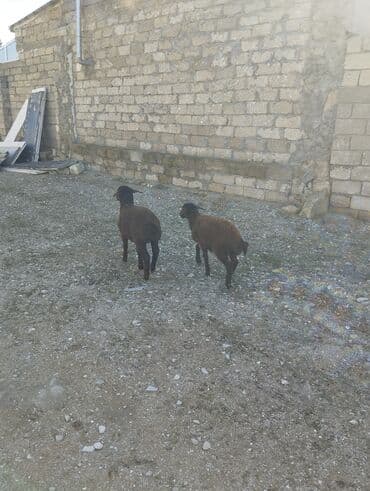 Гуси: Bir erkek bir dişi Qala quzusu cütü 500 manata tək satilmir .qiymət — 2