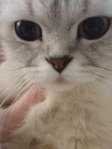 pişik sumkasi: Britan — 8